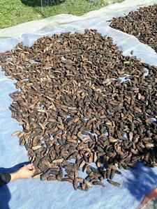 ผลไม้โนนีสดจากเวียดนาม สีขาว รูปทรงกลม บรรจุกล่อง แช่แข็ง โนนี ผลไม้โนนี - Product Image 5