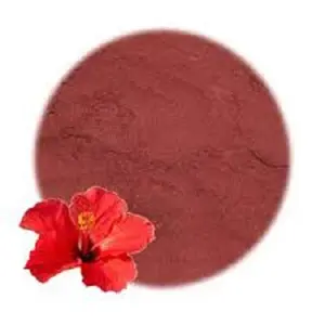 supplier of 100% Pure and Hibiscus Rosa Sinensis Powder from India