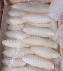 Os de seiche entier frais emballé en vrac pour oiseaux et reptiles Excellent prix! Contacter Lily - Product Image 6