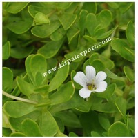 Ayurvedische Gedroogde Brahmi Poeder Indiase Kruiden Fabrikant Oem Private Label Hoge Kwaliteit 2023 Poeder Vorm Indian Kruid Haarverzorging