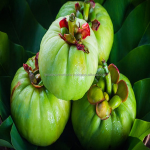 Vente en gros d'extrait de Garcinia Cambogia 60% poudre d'acide hydroxycitrique poudre d'extrait de Garcinia Cambogia de Chine - Product Image 4
