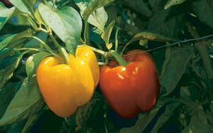 POIVRON DE CÔTE D'OR EN VENTE EN GROS, QUALITÉ EXPORT, EN 2020 - Product Image 3