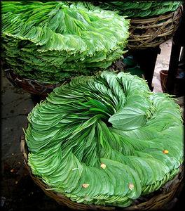 Hojas de BETEL - Product Image 5