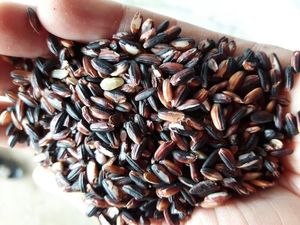 Arroz Negro - Arroz Violeta - Arroz Glutinoso - Product Image 6