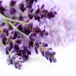 Approvisionnement en gros en vrac et exportateur de matière première liquide à base de fleurs d'hydrosol de lavande Hydro Distill pour tout le monde - Product Image 2