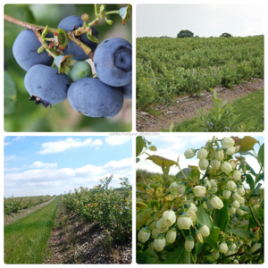 Tourbe pour les myrtilles - Product Image 5