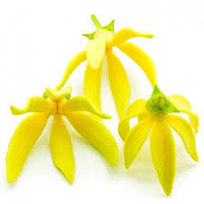 Aceite esencial de Cananga (Ylang) 100% puro y natural, aceite de aromaterapia sin diluir para la piel, el cabello y la relajación, al por mayor - Product Image 3