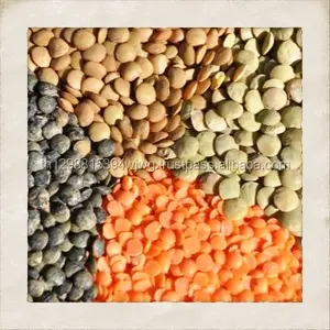 GOOD Wholesale Thai Hot Sale Organic MC Green <b>Lentils</b> Price - Product Image 1