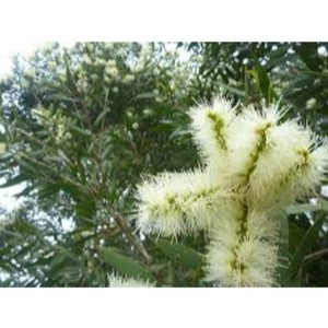 100% organique de qualité supérieure pur Niaouli huile essentielle liquide doux arôme frais pour diffuseur d'arôme en vrac approvisionnement en gros JANVI - Product Image 2