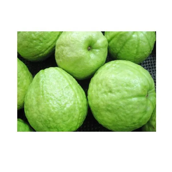 100% natural fresco guava com quantidade a granel