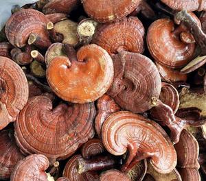 Nấm Linh Chi khô nguyên chất cao cấp từ tỉnh Côn Lôn, Trung Quốc, đường kính khoảng 10cm, dùng làm trà & thực phẩm bổ sung - Product Image 5