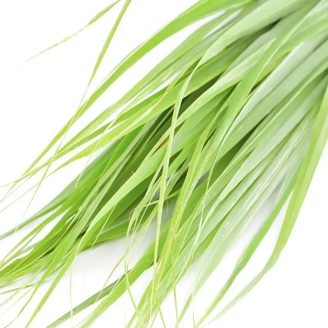 घास (Sweetgrass) प्राकृतिक और शुद्ध Hydrosol पुष्प पानी सबसे अच्छी कीमत पर