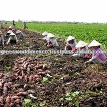 Meilleure vente pour pommes de terre sucrée, qualité supérieure, prix garanti