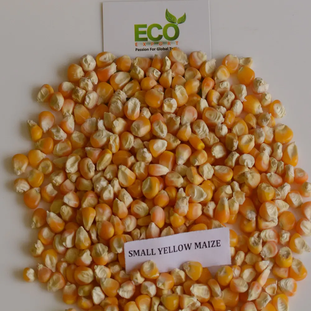 Popcorn Maize