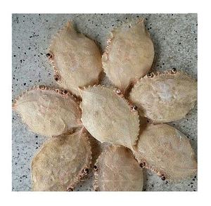 Coquilles de crabe séchées du Vietnam à prix avantageux - Product Image 3