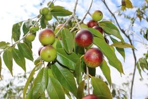 Suministro al por Mayor de Polvo de Camu Camu Orgánico Disponible a un Precio Económico desde Perú - Product Image 6