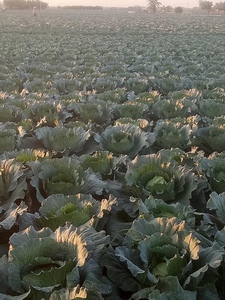 Débardeur frais de haute qualité, 5 pièces, prix pour la ferme, légumes - Product Image 3