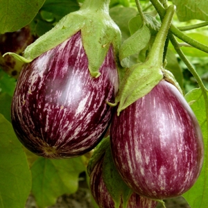 Engrais organique, conditionneur de sol, spécialement pour la culture du brinjal au Bangladesh - Product Image 2