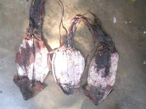 ปลาหมึกดำแห้งจากเวียดนาม - ราคาถูก // อาหารทะเลคุณภาพสูงจากเวียดนาม // คุณบีทริกซ์ - Product Image 3