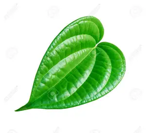 Hojas de BETEL