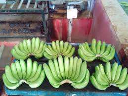 Plátano Cavendish Fresco Verde de Primera Calidad con Certificación ISO de Sudáfrica para Compradores de Todo el Mundo - Product Image 6