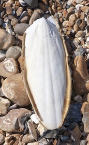 กระดูกปลาหมึกเวียดนาม ราคาแข่งขัน - Product Image 4