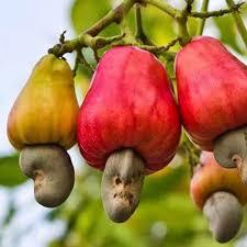 Huile de noix de cajou pressée à froid, qualité supérieure, huile de support cosmétique et de massage, huile de support en marque privée OEM pour la beauté et les herbes - Product Image 2