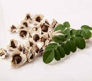 Fabricant de poudre de fruits de Moringa de haute qualité d'Inde - Product Image 3