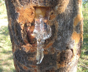 Sterculia foetida ในเวียดนาม/คุณภาพสูง/หวาน - Product Image 4