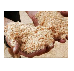 100% Natural 2022 virutas de madera de pino de Acacia materia prima seca de color blanco - Product Image 1