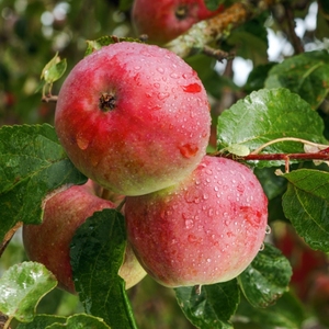 Fertilizante biológico de suelo orgánico para agricultura - Product Image 4