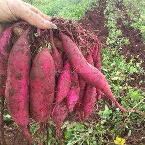 Batata japonesa/alta calidad en 2020 - Product Image 3