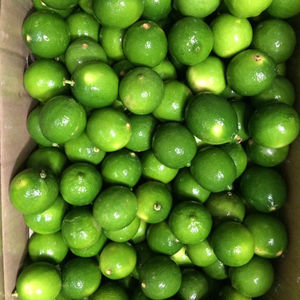 VERT LIME SSEEDLESS LIME FRAIS HAUTE QUALITÉ FRESG LIME VIETNAM - Product Image 1