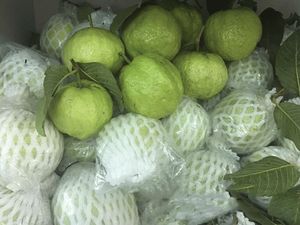 กัววาสเวียดนาม - Product Image 5