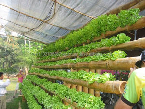 Tube/canne en bambou Ms.Holiday pour la culture des légumes et des fleurs, produit artisanal en bambou - Product Image 4
