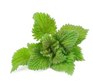 Feuilles d'<span class=keywords><strong>Ortie</strong></span> piquante séchées brutes de qualité supérieure naturelle Urtica Dioica à vendre - Product Image 4