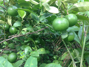 Limón fresco, limón fresco, 2021 - Product Image 4