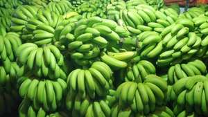 Prix des bananes Canvendish fraîches - Product Image 4