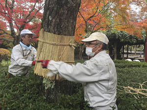 เสื่อปล้องป้องกันลำต้นของต้นไม้ - Product Image 4