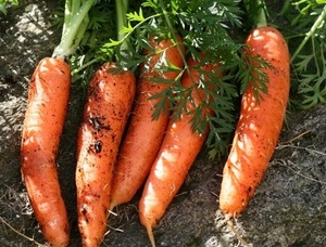Offre Spéciale! VENTES EN GROS LÉGUMES FRAIS CAROT NOUVELLE CULTURE AU VIETNAM 2024 AU MEILLEUR PRIX ET QUALITÉ - Product Image 2
