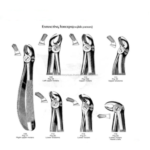 Dental Extracting Forceps Fig 19 - Product Image 1