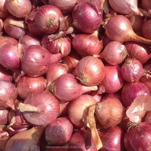 Fresh Onion- Size 25mm to 45mm Onion Non-peeled Common Round Liliaceous Vegetables Year Round 100% Maturity from IN;41826 5.5 Cm