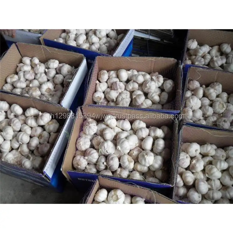 Bawang Putih Baru Segar 5.0Cm Bawang Putih Normal 10Kg Kantong Jala/Karton