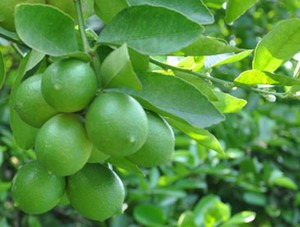 Chaux frais sans pépins de haute qualité du Vietnam Nouvelle culture pour l'approvisionnement en jus - Product Image 5