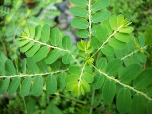 ผู้ผลิตจัดหา ฟิลแลนธัส นิรูรี ออร์แกนิก คุณภาพสูง บริสุทธิ์ ขายดี - Product Image 2