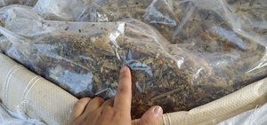 ENSILAGE DE MAÏS/ENSILAGE DE CÉTOUT/RESIDUS AGRICOLES - Product Image 2