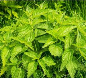 Feuilles d'<span class=keywords><strong>Ortie</strong></span> piquante séchées brutes de qualité supérieure naturelle Urtica Dioica à vendre - Product Image 5