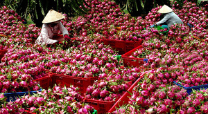 FRUIT DU DRAGON FRAIS DE PREMIÈRE QUALITÉ À PULPE BLANCHE ET ROUGE, LE PLUS VENDU DU VIETNAM (VIET DELTA) - Product Image 4