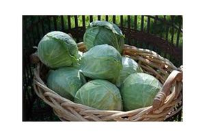 Mayorista Col grande Vietnam - Product Image 4