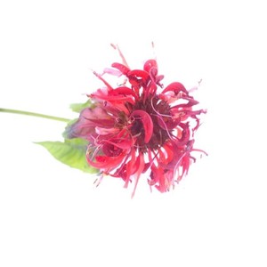 Huile essentielle de Monarda 100% naturelle et biologique, liquide, anti-âge, anti-rides, fortifiant les cheveux, nourrissant les ongles, qualité supérieure, OEM - Product Image 3
